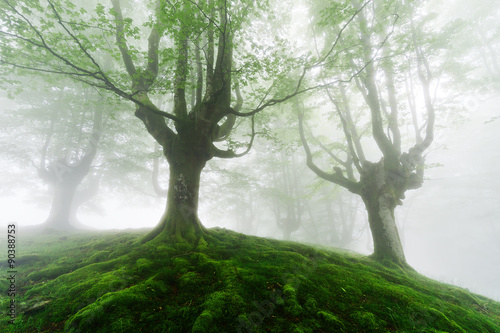 foggy forest with green roots