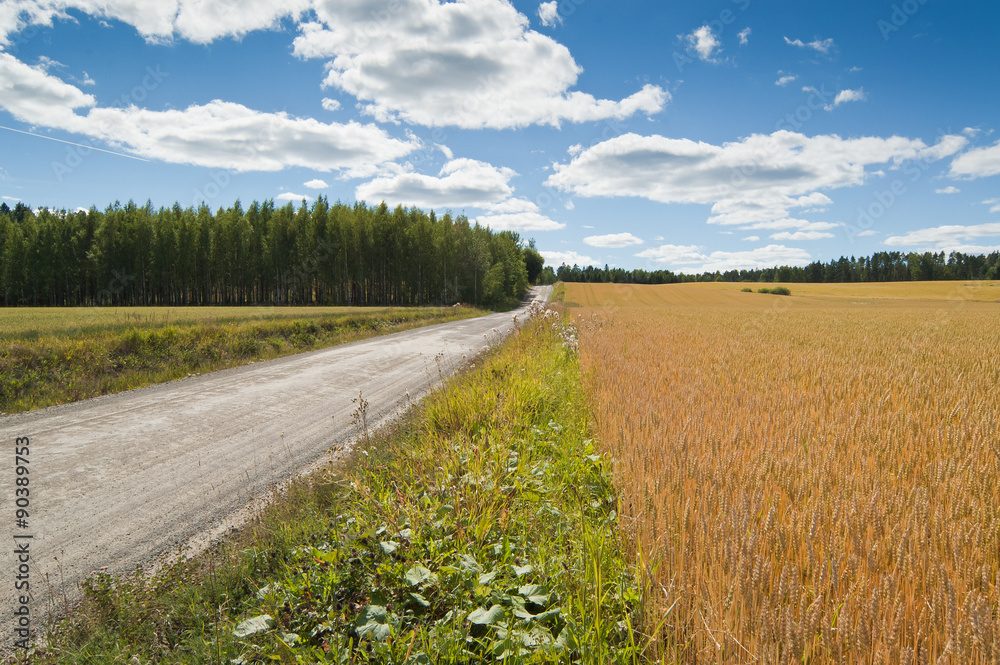 Naklejka premium Rural landscape with cornfield and road
