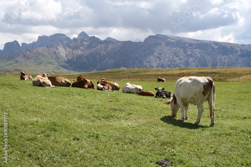 Mucche al pascolo sull'Alpe di Siusi