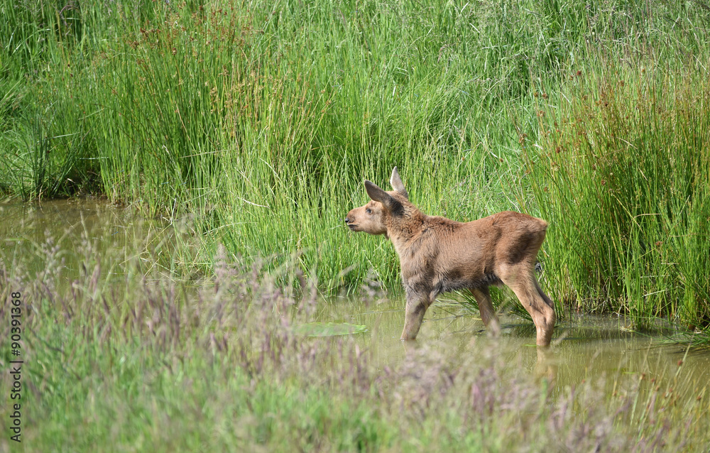 Elchkalb am Wasser Elchkalb am Wasser