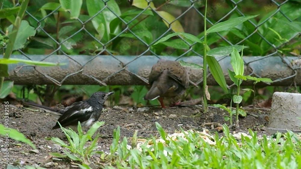 magpie robin is looking at the Spotted-necked dove that walking closer and running away magpie robin is looking at the Spotted-necked dove that walking closer and running away