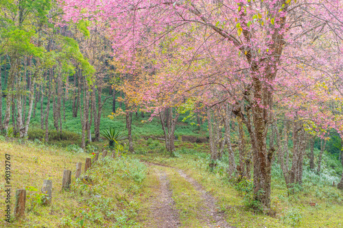 Sakura flowers