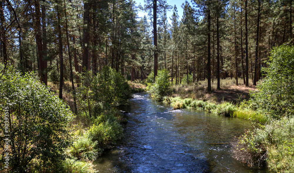 The Metolius River flowing through a forest of Ponderosa Pines in central Oregon