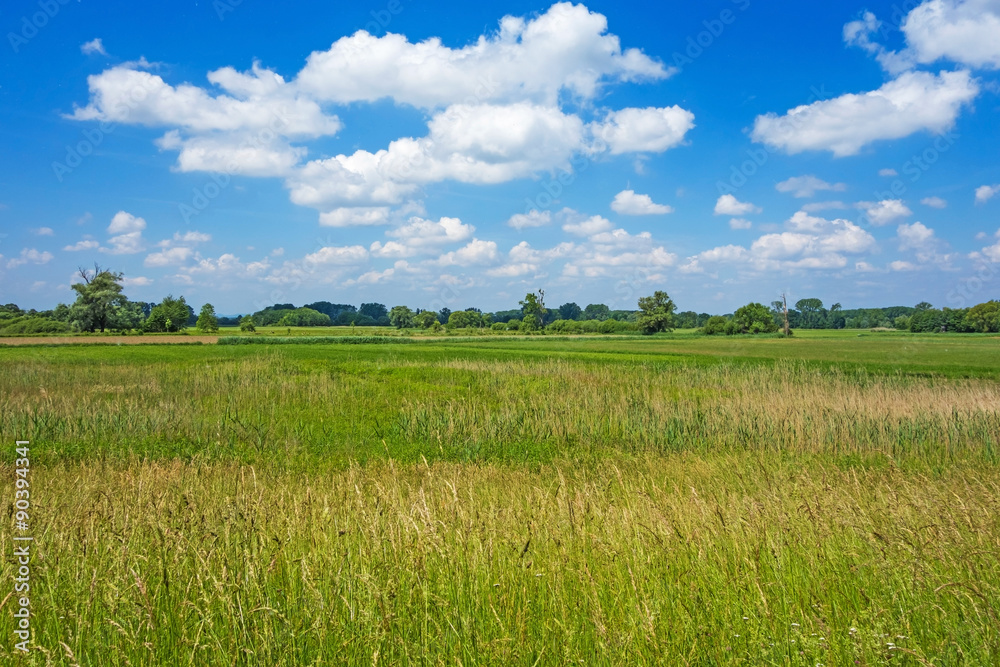 Fototapeta premium Rural landscape