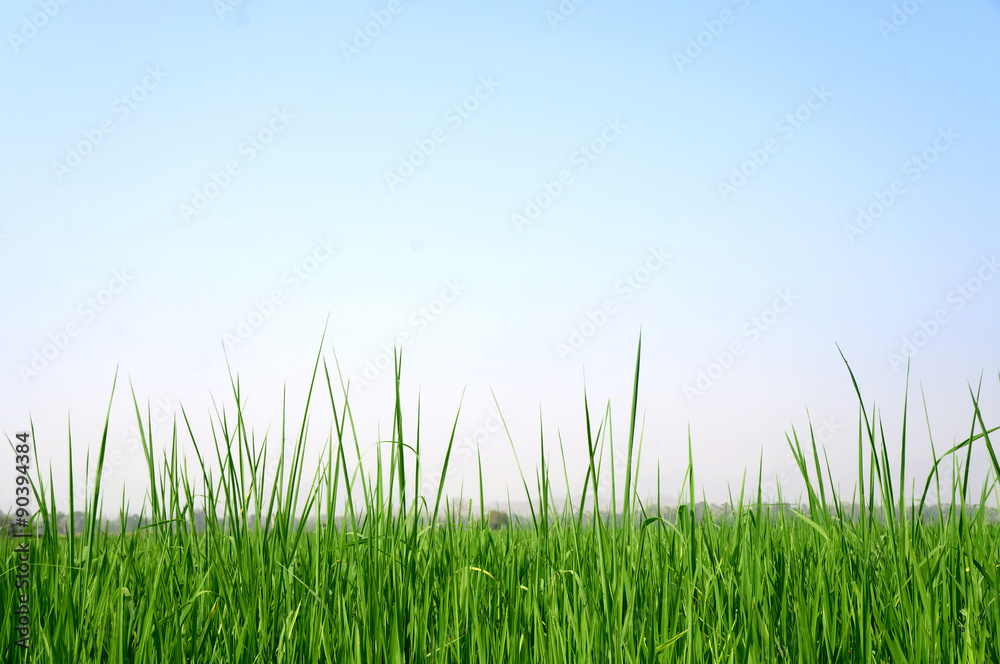 Paddy rice field background
Paddy rice field background