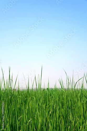 Fototapeta Naklejka Na Ścianę i Meble -  Paddy rice field background
