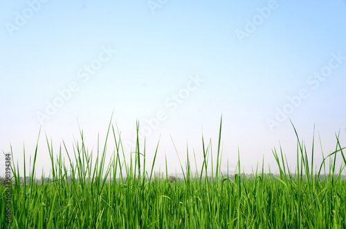 Paddy rice field background 