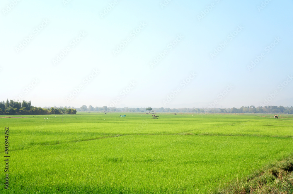 Paddy rice field background
