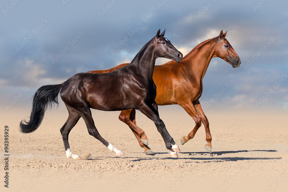 Fototapeta premium Horses