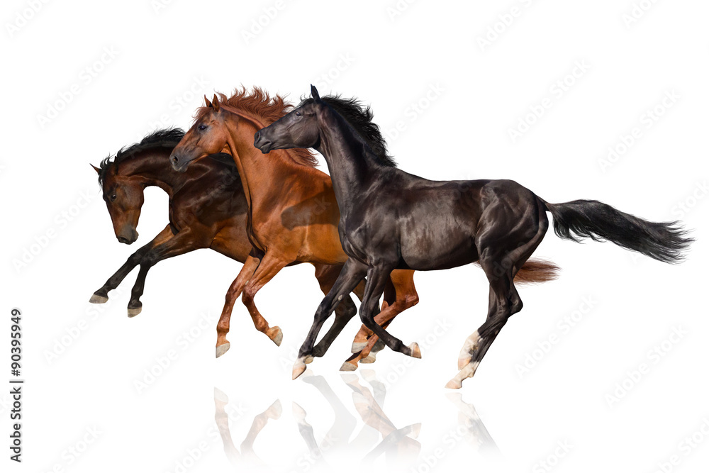 Fototapeta Horses