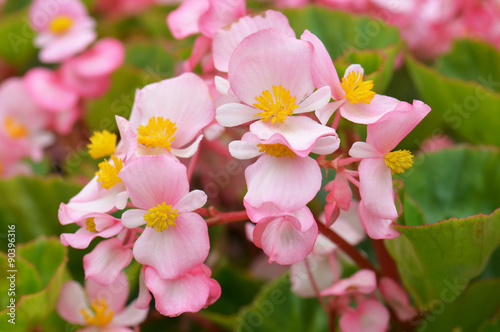 begonia flowers