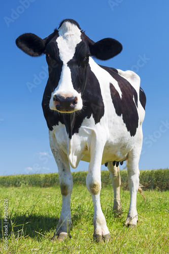 Portrait of cow on green grass