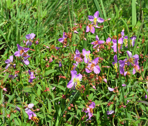 Rhexia mariana flowers in Mississippi