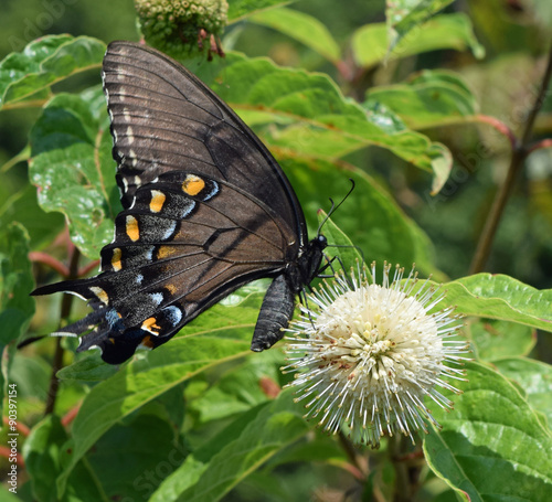 Swallowtail butterfly on a buttonbush flower photo