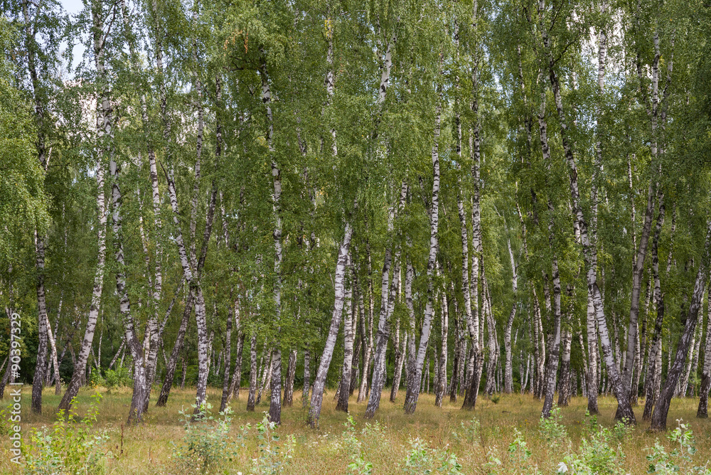Fototapeta premium Берёзовая роща