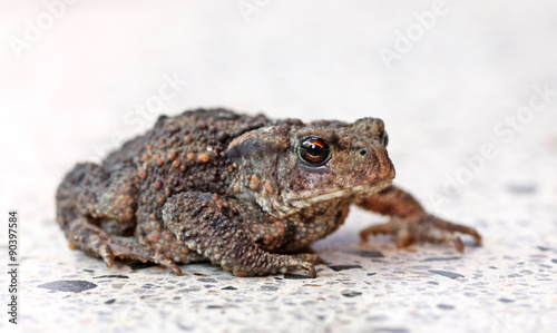 Toad on a gravel path basking in the sun.