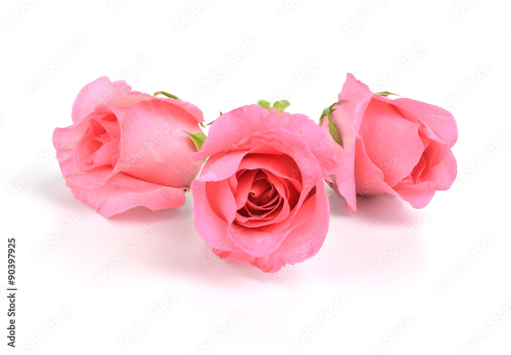 bouquet of pink roses isolated on white background