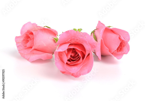 bouquet of pink roses isolated on white background