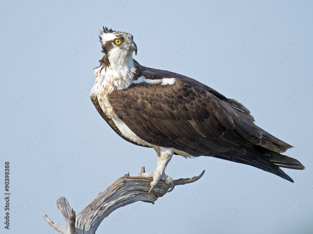 Osprey standing on dead tree branch. Osprey standing on dead tree branch.