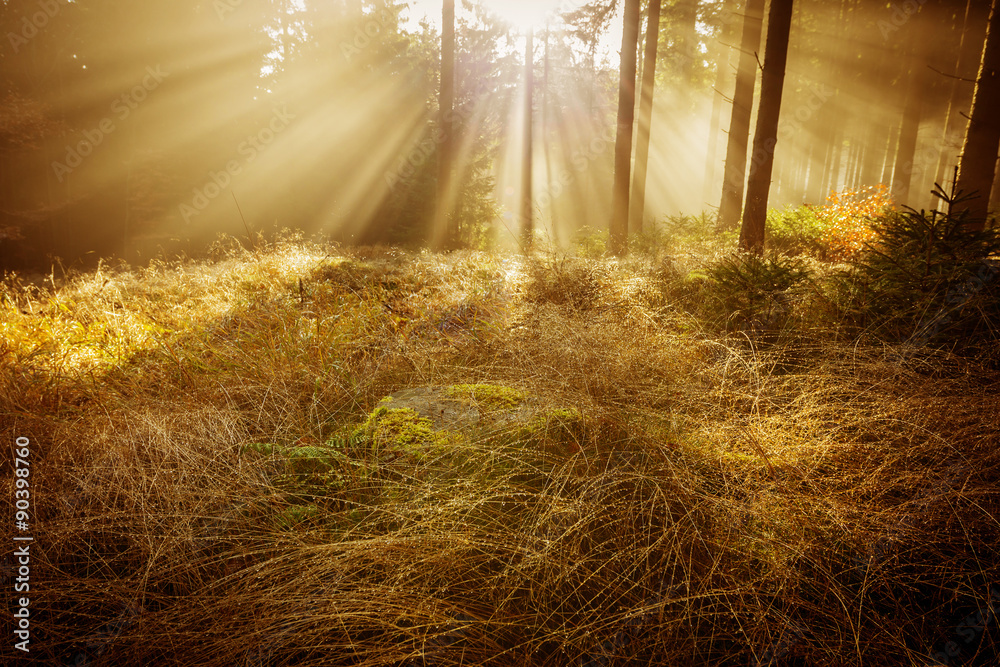 Fototapeta słońce i mgła w lesie
