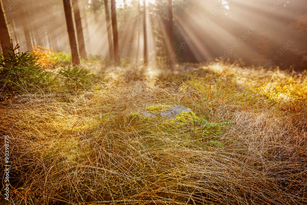 zroszona trawa w lesie rano <span>plik: #90398775 | autor: Vera Kuttelvaserova</span>