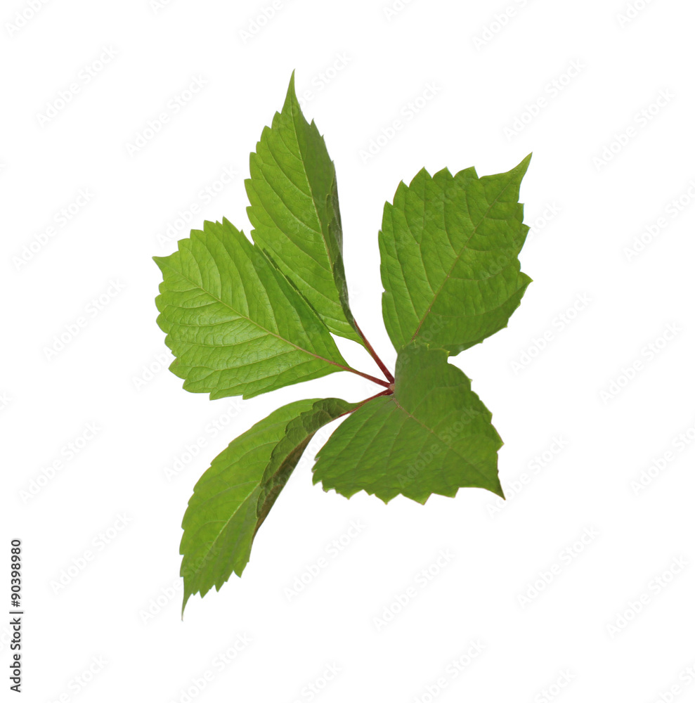 One leaf of wild grape isolated on white One leaf of wild grape isolated on white
