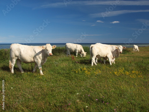 Charolais- Rinder auf der Insel   land in Schweden