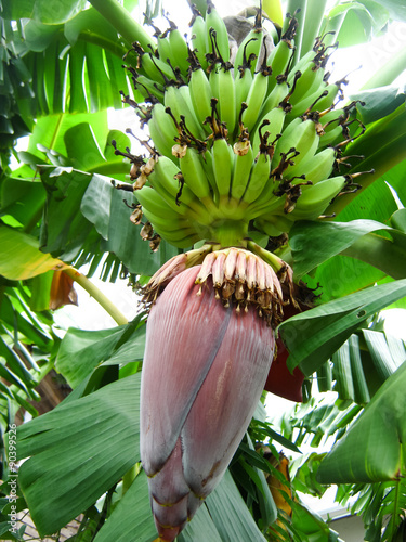 Banana blossom and bunch on tree in the garden photo