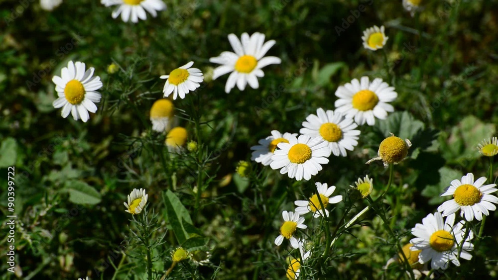 Blossoming field daisy on meadow in summer day Blossoming field daisy on meadow in summer day