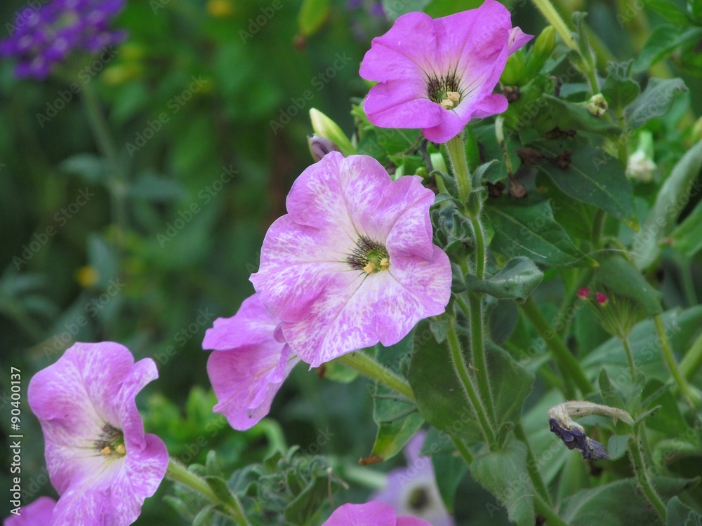 Bunch of pink petunia flower plants in the garden