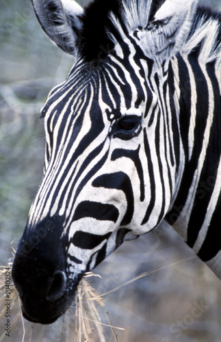 Zebra (Equus burchellii) del Moremi Wildlife Reserve in Botswana 