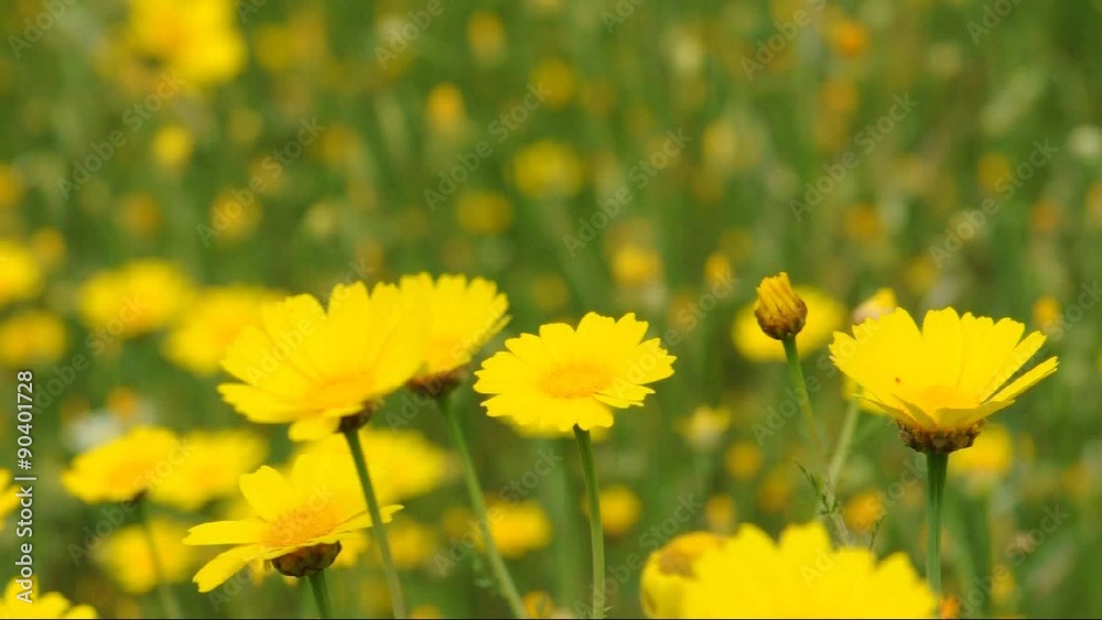 Bees flying from one flower to another. Springtime nature detail yellow wildflowers in a field. Bees flying from one flower to another. Springtime nature detail yellow wildflowers in a field.