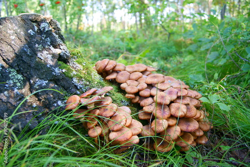Armillaria mellea mushroom honey fungus