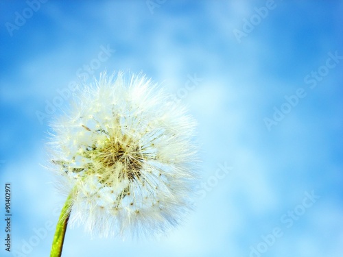 fluffy dandelion