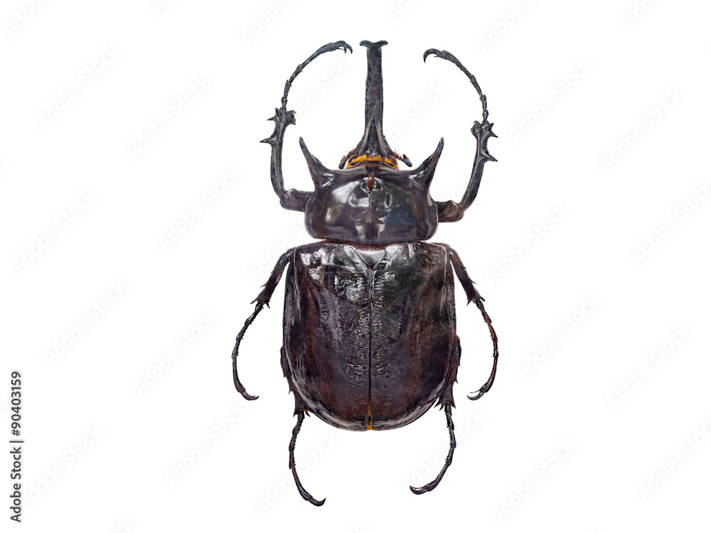 Naklejka premium bug isolated on white background