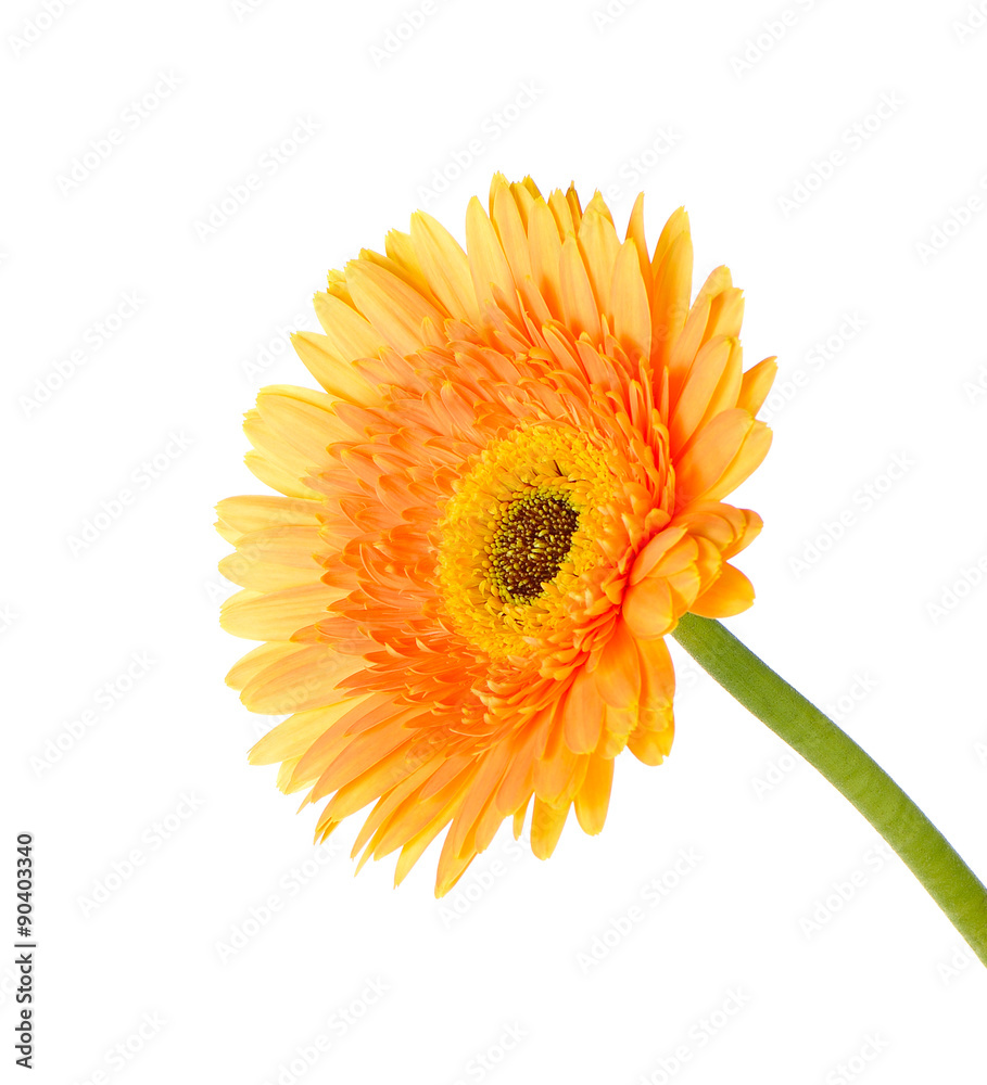 Orange gerbera daisy flower isolated on a white background Orange gerbera daisy flower isolated on a white background