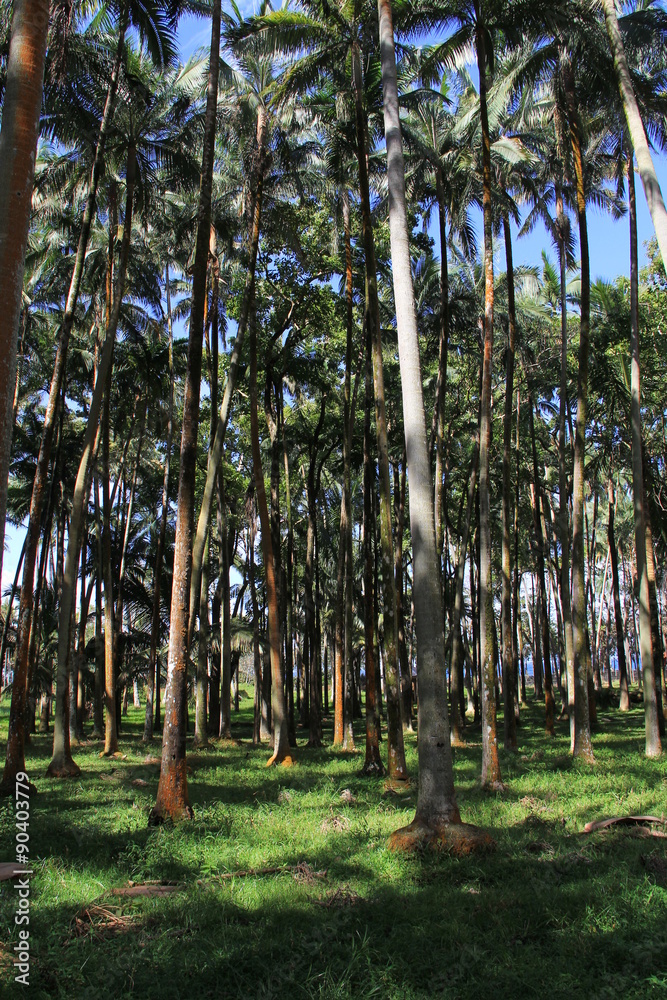 Fototapeta premium palmiste pied d'éléphant