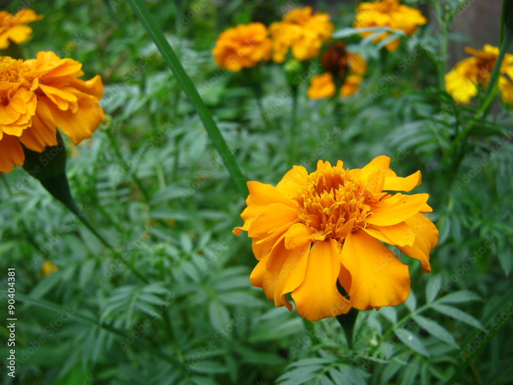 Fototapeta premium marigold