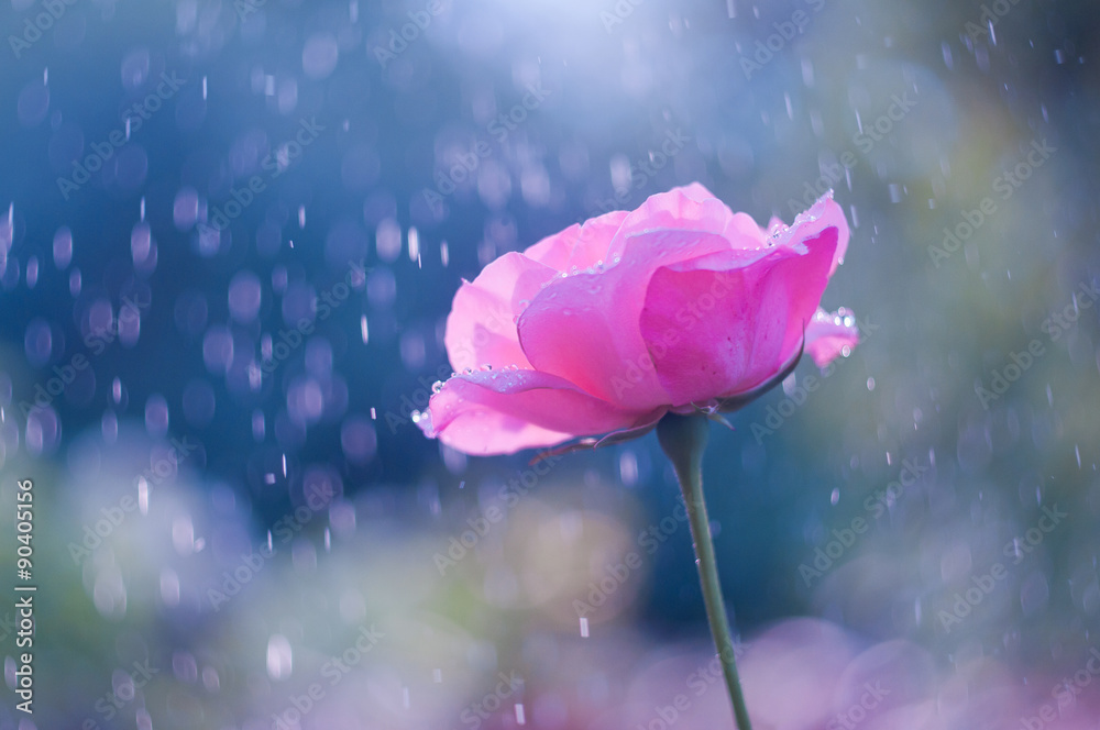 Fototapeta premium Pink rose in the summer rain
