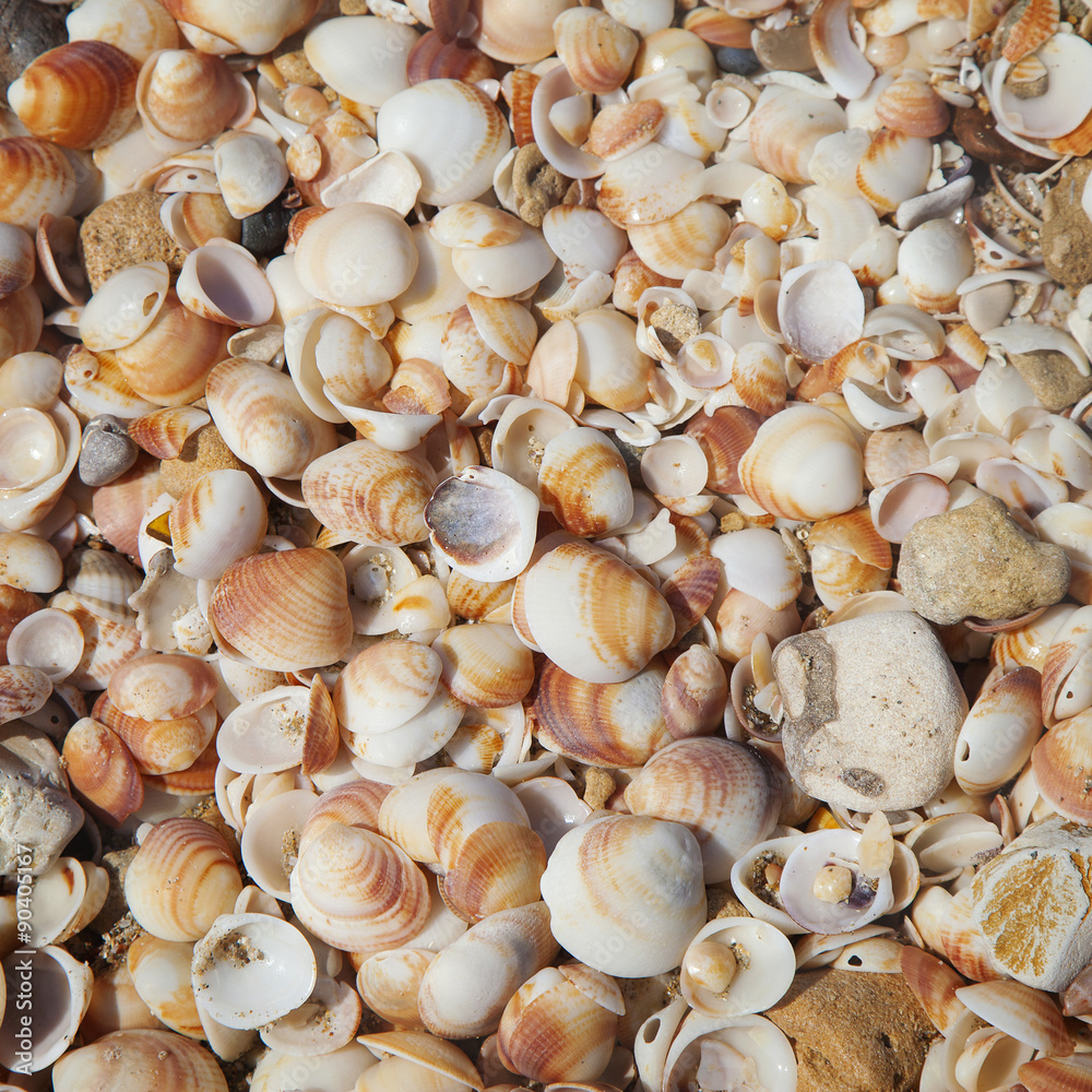 Square texture with shells