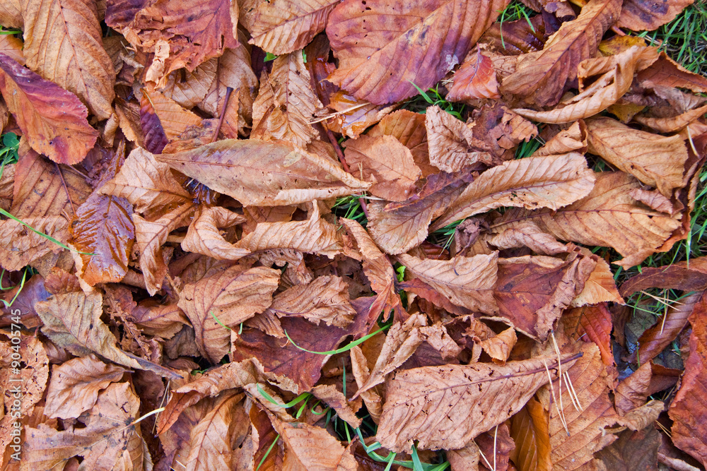 Carpet of fallen leaves in the autumn