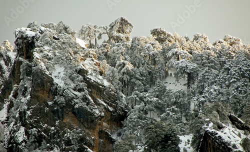 Pinos nevados en el parque natural Sierras de Cazorla, Segura y Las Villas.