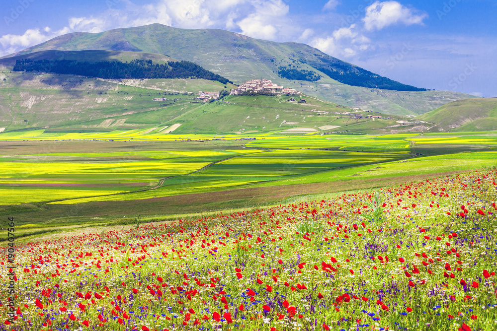 blooming fields in Castelluccio di Norcia -famous plateau in monti Sibilini,Italy blooming fields in Castelluccio di Norcia -famous plateau in monti Sibilini,Italy