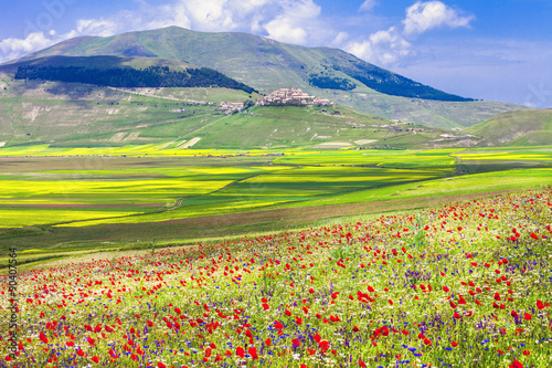 blooming fields in Castelluccio di Norcia -famous plateau in monti Sibilini,Italy