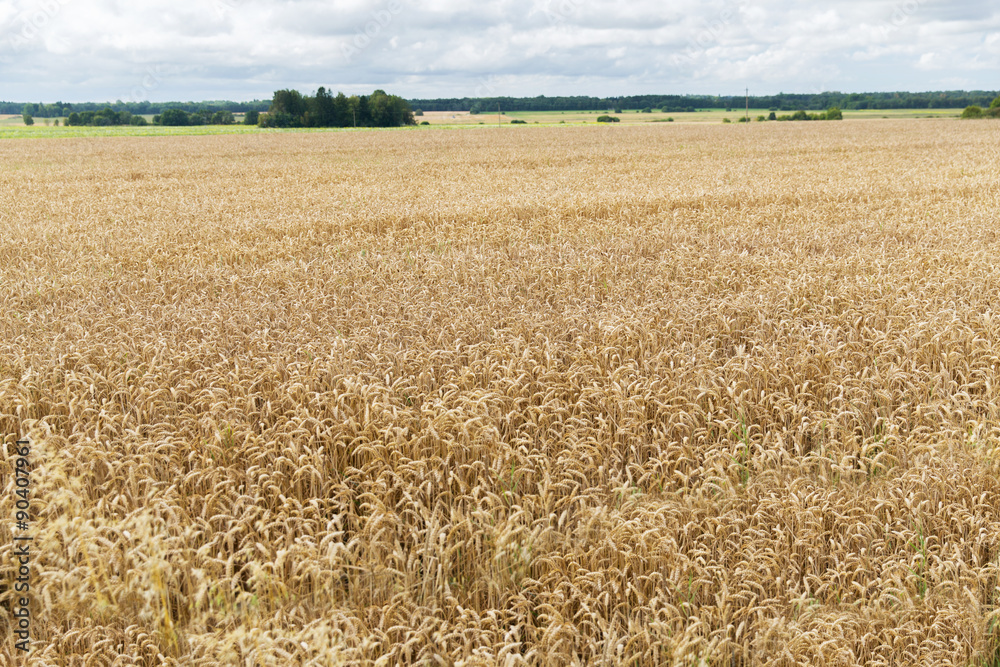 field of ripening wheat ears or rye spikes field of ripening wheat ears or rye spikes