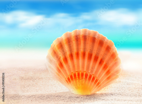 Seashell on the beach. Summer time.