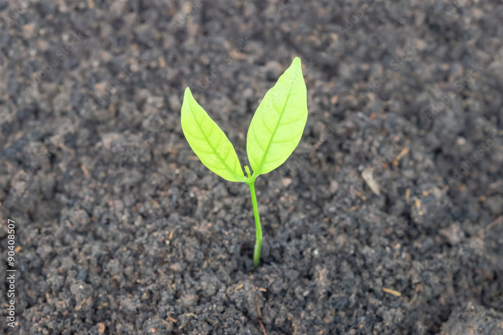 Close up Young plant Close up Young plant