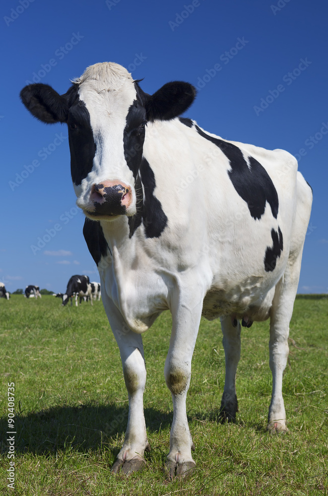 Beautiful cow on green grass