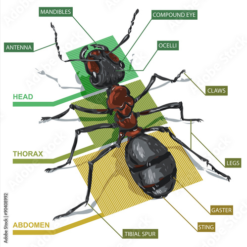 the structure of the ant