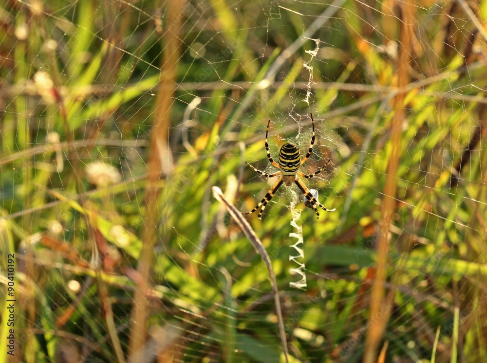Wespenspinne (Argiope bruennichi)
Wespenspinne (Argiope bruennichi)